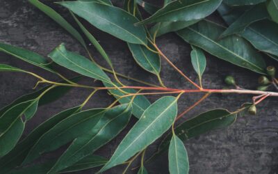 Eteriske oljer i hudpleie – Eucalyptus Globulus